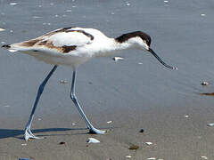 Pied Avocet