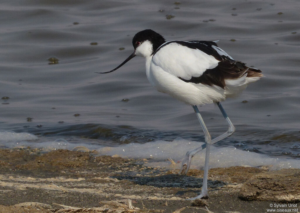 Avocette éléganteadulte