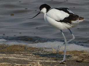 Avocette élégante