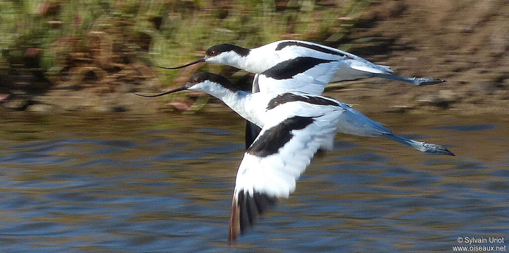 Avocette élégante