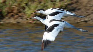 Avocette élégante