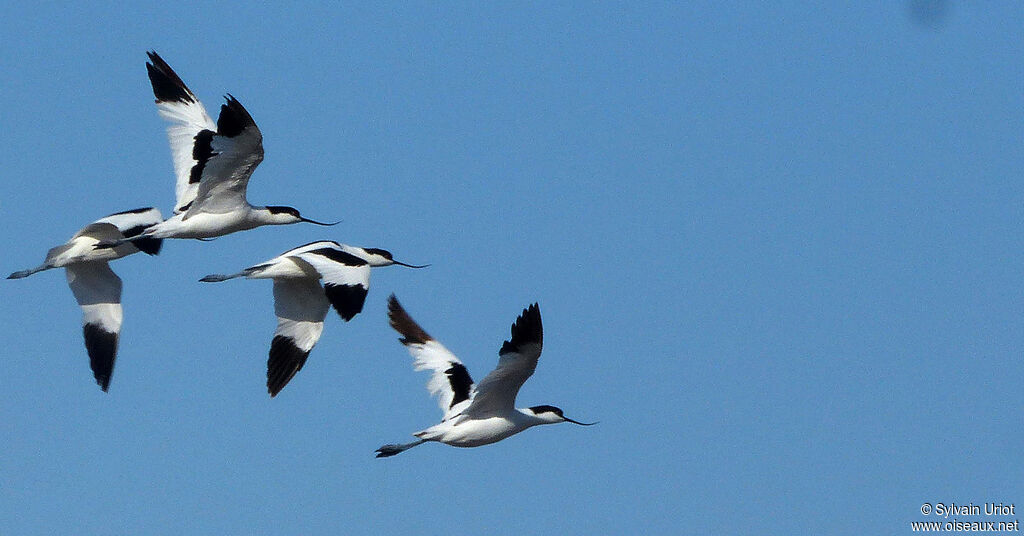 Avocette élégante