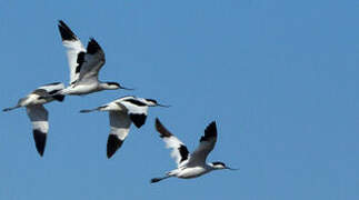 Avocette élégante