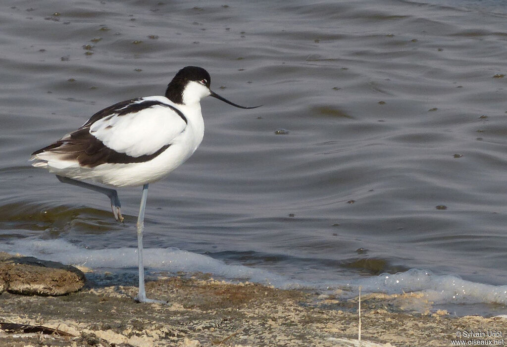 Avocette élégante