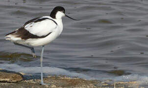 Avocette élégante