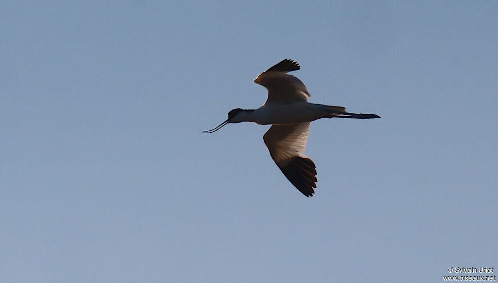 Avocette éléganteadulte