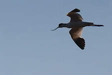 Avocette élégante