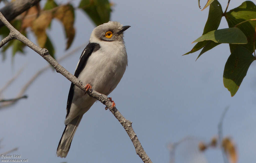 White-crested Helmetshrike, identification