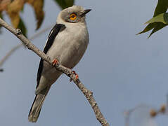 White-crested Helmetshrike