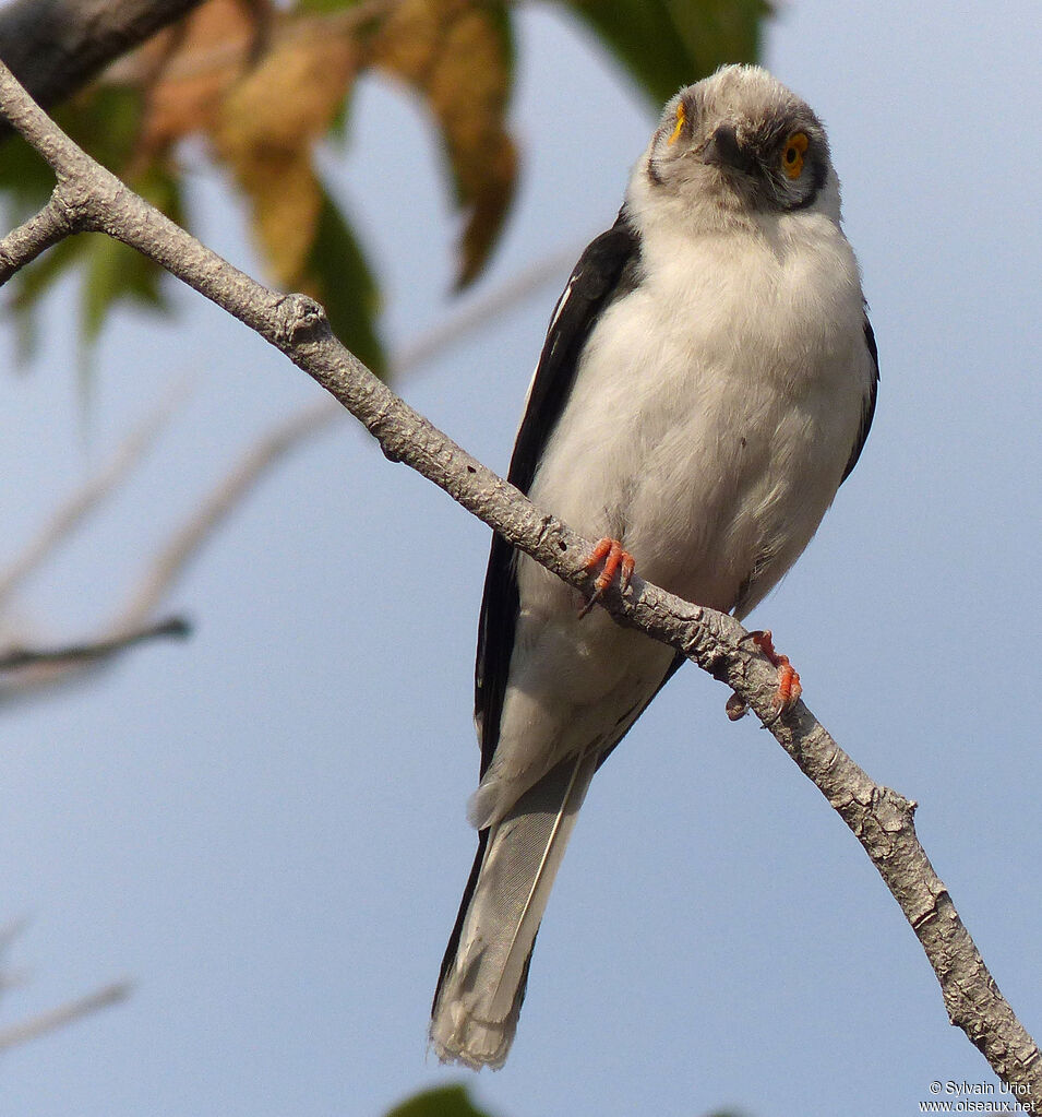 White-crested Helmetshrike