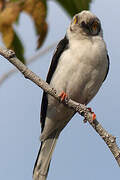 White-crested Helmetshrike