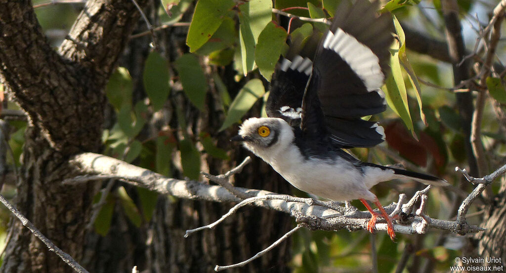 White-crested Helmetshrikeadult