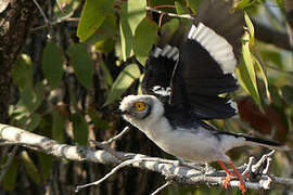 White-crested Helmetshrike