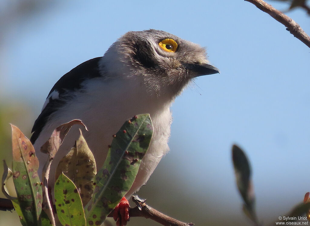 White-crested Helmetshrikeadult