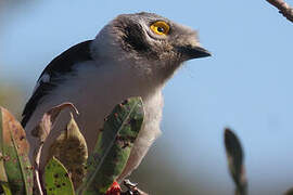 White-crested Helmetshrike