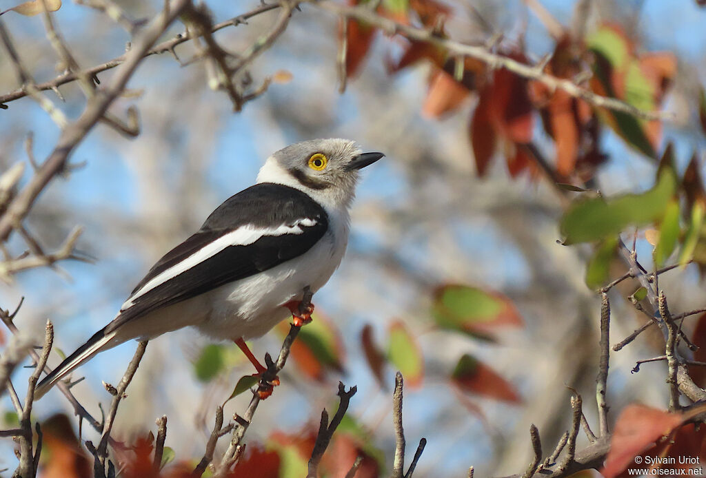 White-crested Helmetshrikeadult post breeding