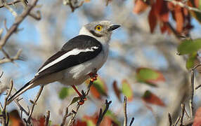 White-crested Helmetshrike