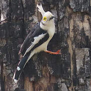 Bagadais casqué