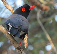 Retz's Helmetshrike