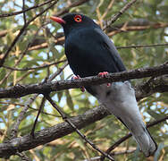 Retz's Helmetshrike