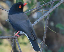 Retz's Helmetshrike