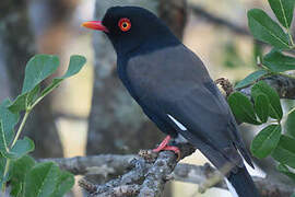 Retz's Helmetshrike