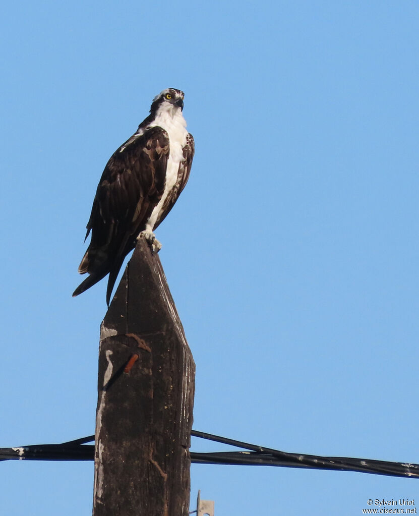 Western Ospreyadult