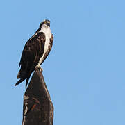 Western Osprey