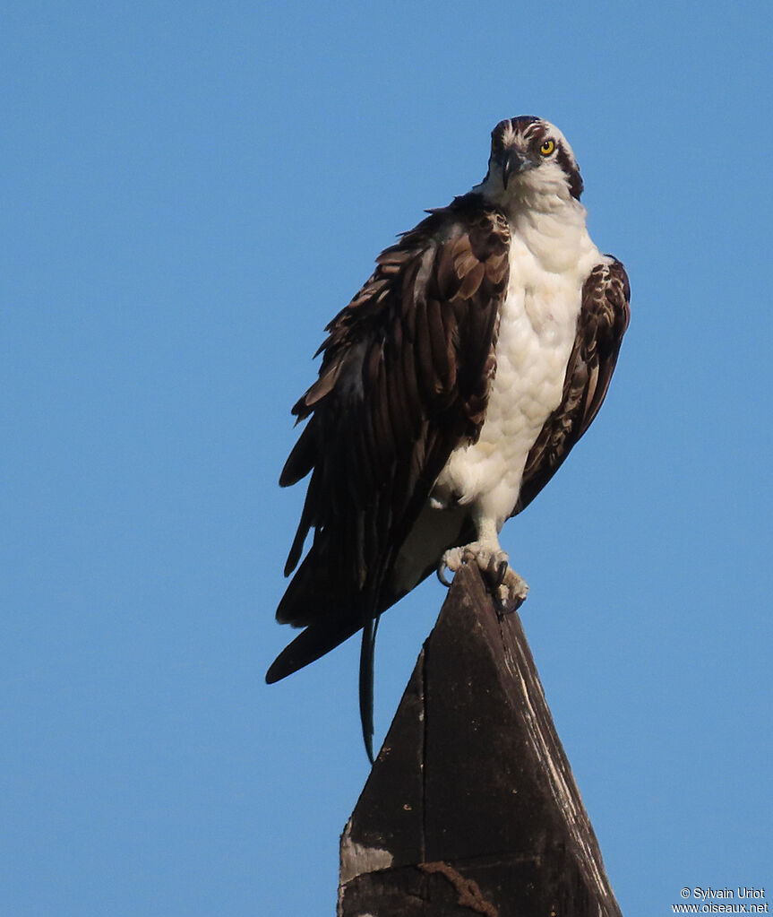 Balbuzard pêcheuradulte