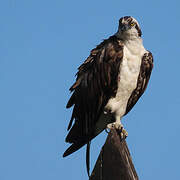 Western Osprey