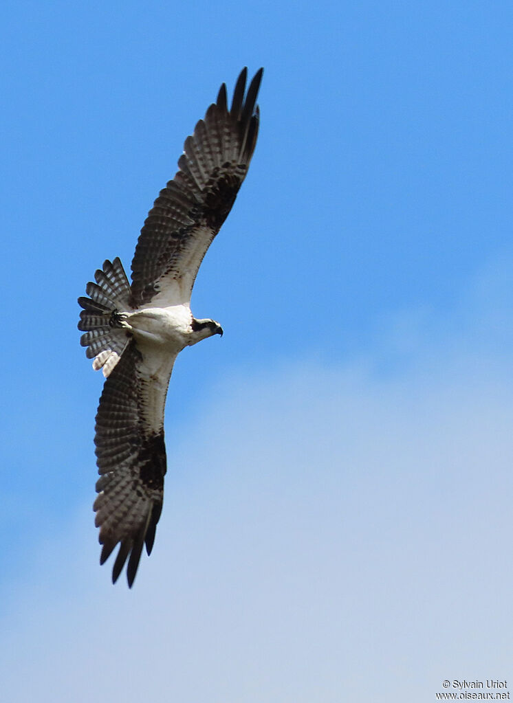 Ospreyjuvenile