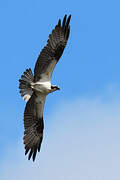 Western Osprey