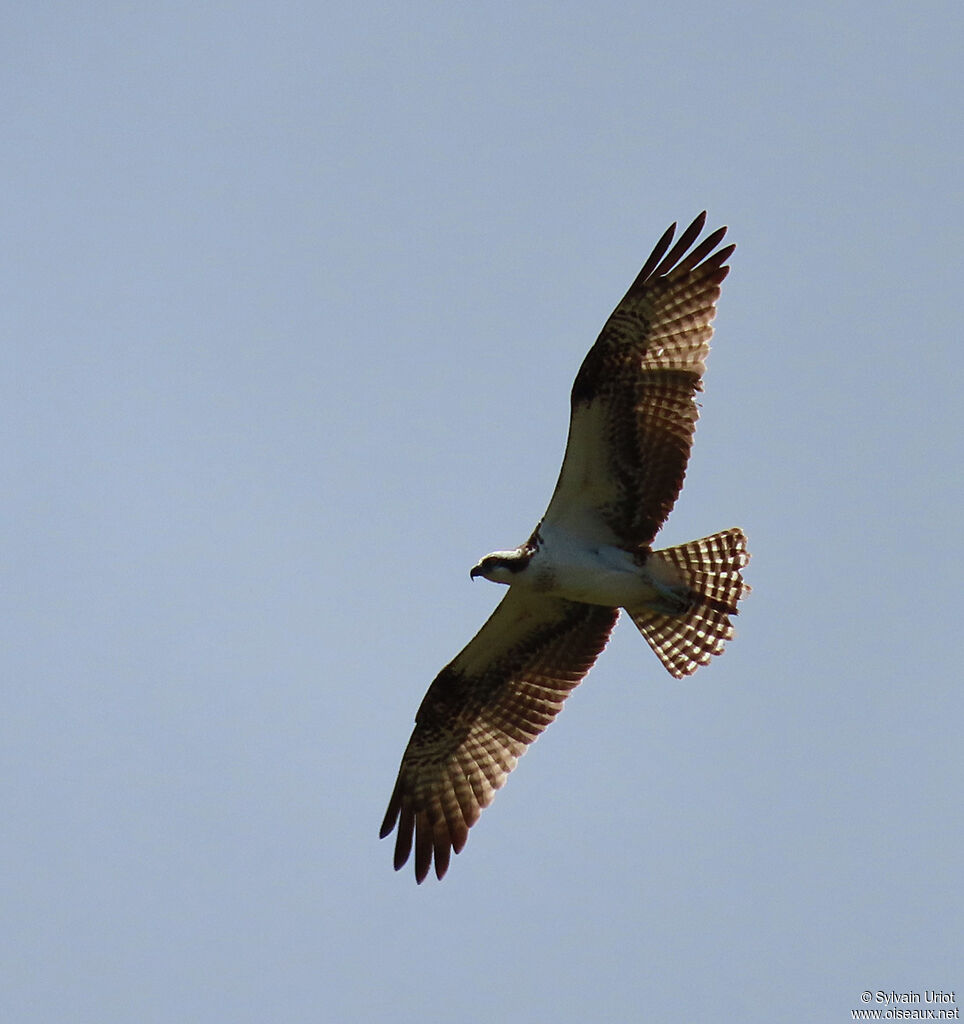 Western Ospreyadult