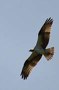 Western Osprey