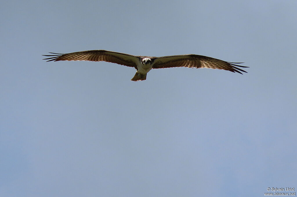 Western Ospreyadult