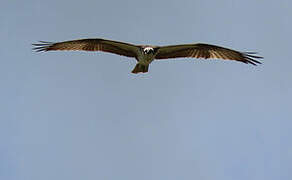 Western Osprey