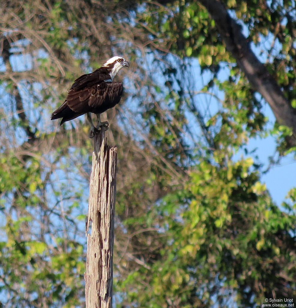 Western Ospreyadult