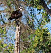 Western Osprey