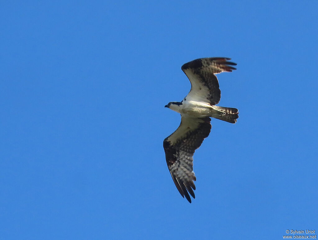 Balbuzard pêcheuradulte