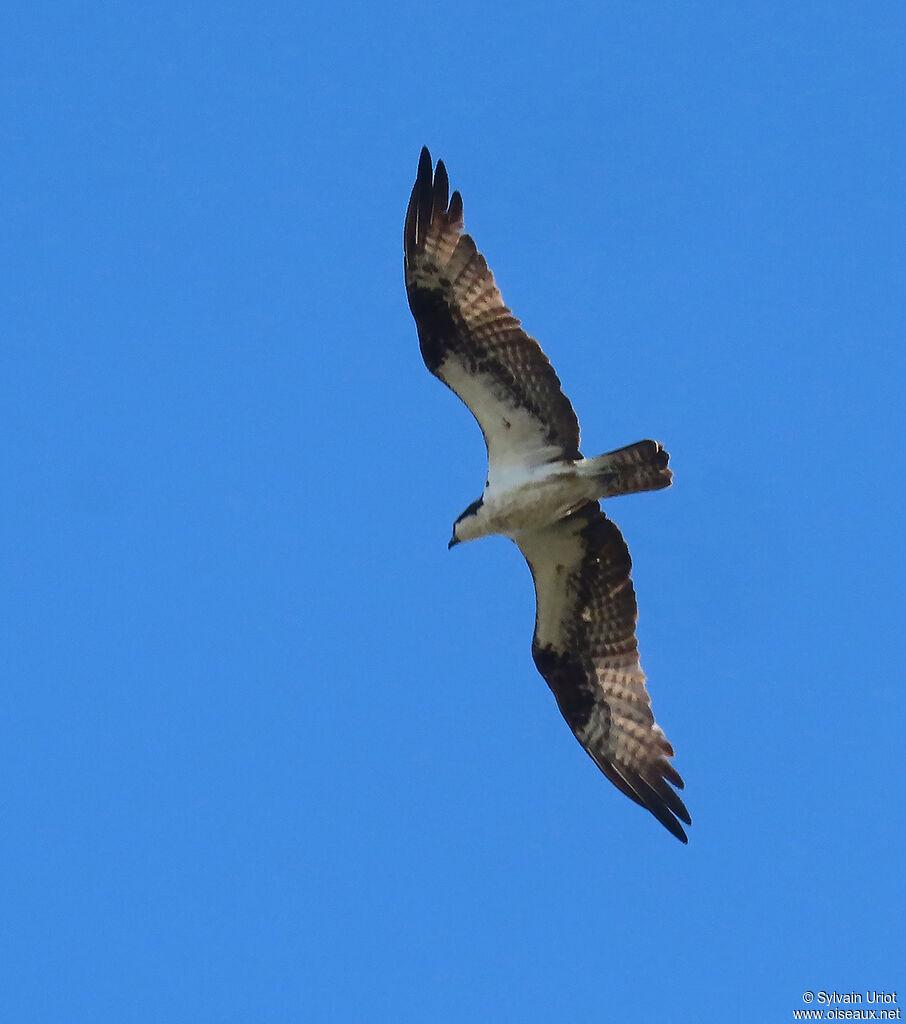 Balbuzard pêcheuradulte