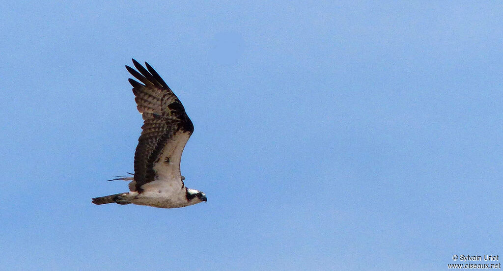 Balbuzard pêcheuradulte