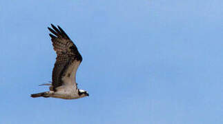 Western Osprey