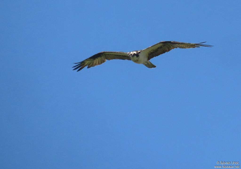 Balbuzard pêcheuradulte