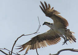 Osprey