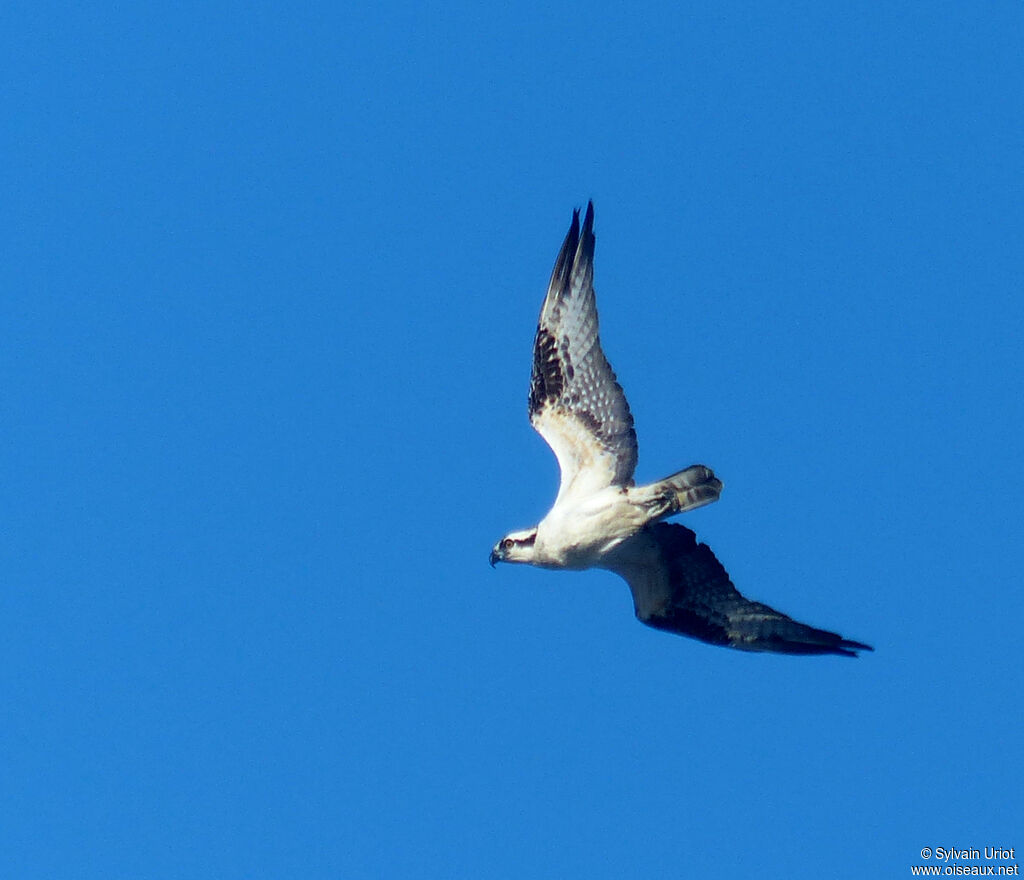 Western Osprey