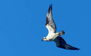 Western Osprey