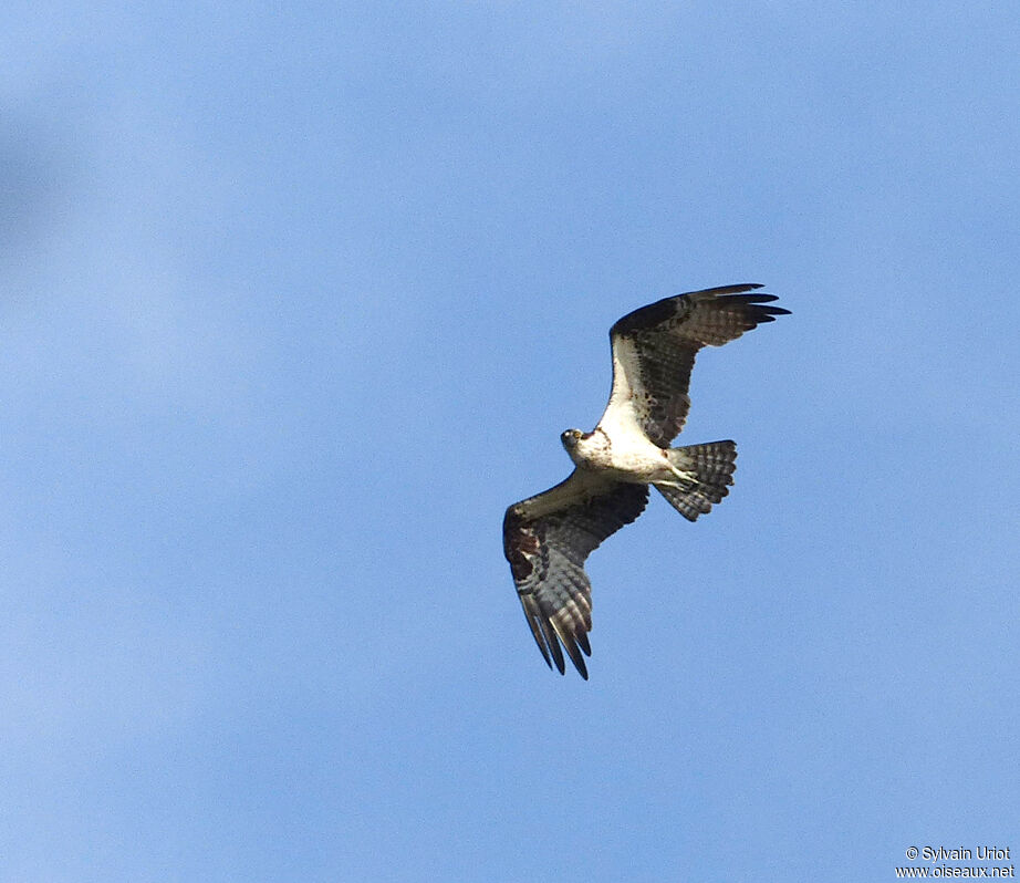 Western Osprey