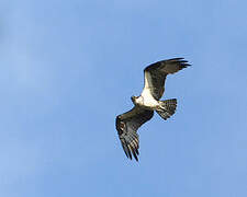 Western Osprey