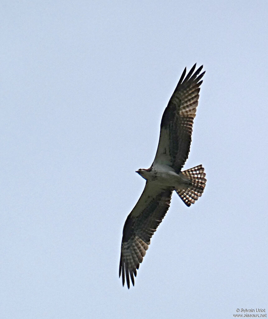 Western Osprey