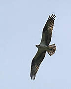 Western Osprey